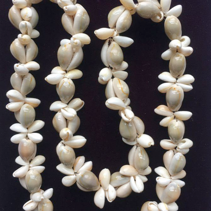 She Sells Cowrie Seashells by the Sea Shore